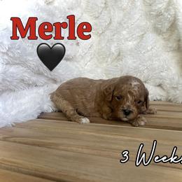 Merle - Red male Cavapoo puppy in Runaway Bay, Texas from Green Ranch Doodles