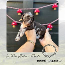 Pearl Keepsake - Lt Pink Collar - Merle female Goldendoodle puppy in Garland, Texas from Twilight Doodles