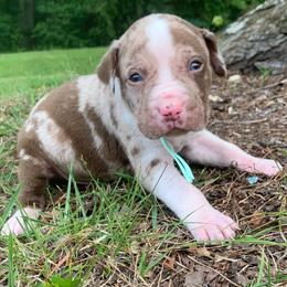 Light green collar male - Red merle male Catahoula Leopard Dog puppy in Gadsden, Alabama from Rich Cat’s