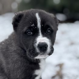 Zoya - Black female Central Asian Shepherd Dog puppy in Island City, Oregon from Alabaivalley