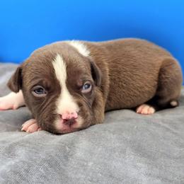 Chocolate Female 2 - Chocolate tri-color female American Bully puppy in Lexington, Kentucky from Deuce's Den