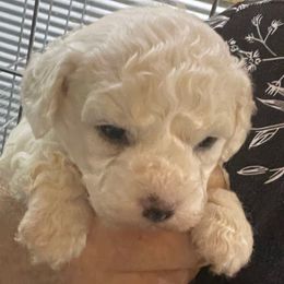 Bubbles - White female Bichon Frise puppy in Cave City, Kentucky from Loretta's Pups