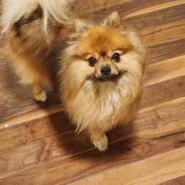 Pomeranian Puppies from BabyBooPoms