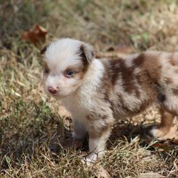 Roger - Red merle male Australian Shepherd puppy in Violet Hill, Arkansas from Sweets' Cattle Co and Australian Shepherds
