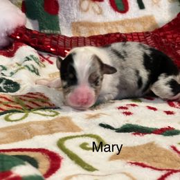 Mary - Blue merle female Australian Shepherd puppy in Howardsville, Virginia from Spectacular Aussies and Cavaliers