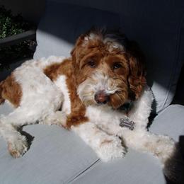 Goldendoodle and Labradoodle All Grown Up from Grace N Faith Doodles