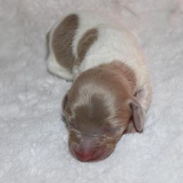 Girl 2 - Piebald female Dachshund puppy in Paris, Texas from Kuttin’ Up Mini Aussies