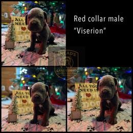 Viserion - Gray male Cane Corso puppy in Altoona, Alabama from Snead’s Cane Corso Kennel