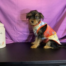 Girl 1 - Black and gold female Yorkshire Terrier puppy in Marion, Indiana from Thomas Terriers