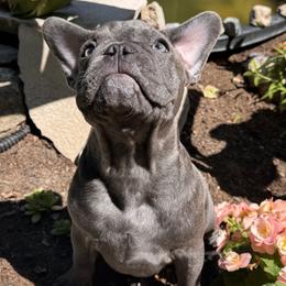 Bandito - Blue male French Bulldog puppy in Alexandria, Minnesota from Camarra King