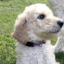 Girl 1 - Poodle puppy in Hubertus, Wisconsin from Jessica's Poodles