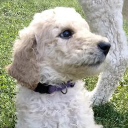 Girl 1 - Poodle puppy in Hubertus, Wisconsin from Jessica's Poodles