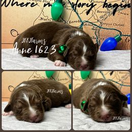 (4) Anne 1623 - Red tri-color female Australian Shepherd puppy in Huntington, Texas from JKKJ Farms