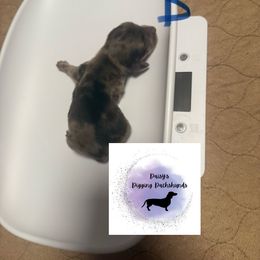 Lincoln - Dapple male Dachshund puppy in Denison, Texas from Digging Dachshunds