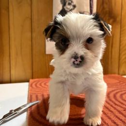 Boy 6 - Parti male Yorkshire Terrier puppy in Bear Creek, North Carolina from Yorkie Time