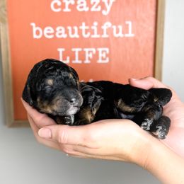 Clark Bar - Phantom male Poodle puppy in Murrieta, California from Apricot Poodles & Goldendoodles, LLC