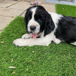 English Springer Spaniel Puppies from Enos Ranch Springer Spaniels