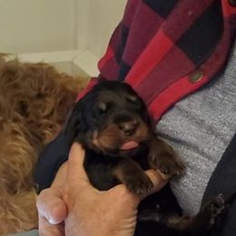 Basset Fauve de Bretagne and Otterhound Puppies from Briarroot Kennel