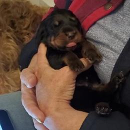 Basset Fauve de Bretagne and Otterhound Puppies from Briarroot Kennel