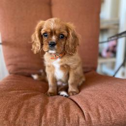 Orange - Ruby male Cavalier King Charles Spaniel puppy in Phoenix, Arizona from Larisa's Cavaliers