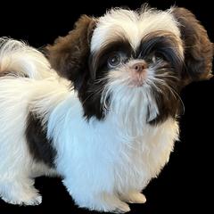 Mi-Kis from By Design Mi-Ki’s