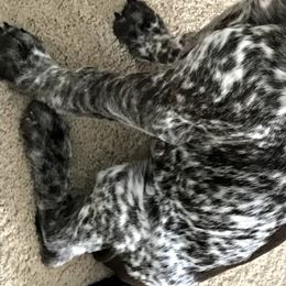German Shorthaired Pointers from Blue Hill Gun Dogs