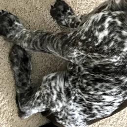 German Shorthaired Pointers from Blue Hill Gun Dogs