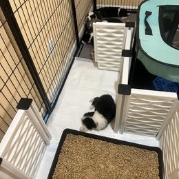 Australian Shepherd Puppies from Double R Farm Aussies