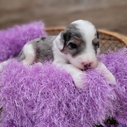 Mason - Blue merle and white Sheepadoodle puppy in Woodburn, Indiana from DNLS Doodle Puppies