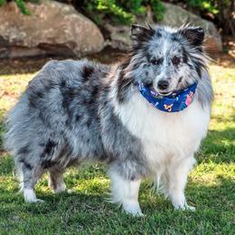 Gracie - Shetland Sheepdog