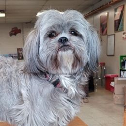 Shih Tzus from DeFord Shih Tzu