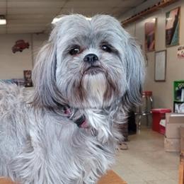 Shih Tzus from DeFord Shih Tzu