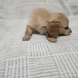 Honey - Cream female Dachshund puppy in Visalia, California from DachGraston Dachshunds
