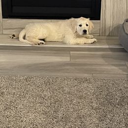 Golden Retriever All Grown Up from Amberidge Golden Retrievers