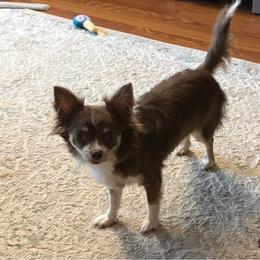 Lindy Lou - Chocolate blue female Chihuahua puppy in Palmyra, Indiana from Country Star Chihuahuas