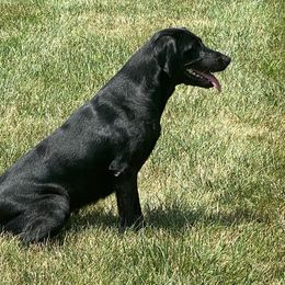 Grace - Labrador Retriever