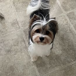 Merlin - Biewer Terrier