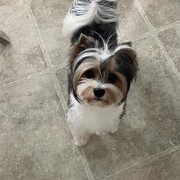 Merlin - Biewer Terrier
