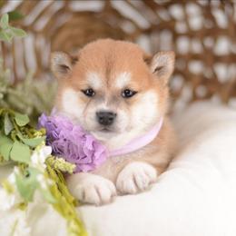 Pearl -Red Girl- - Red female Shiba Inu puppy in Neosho, Missouri from Kenny Cave K9s