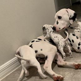 Dalmatian Puppies from Dalmatian Pandas
