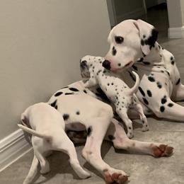 Dalmatian Puppies from Dalmatian Pandas