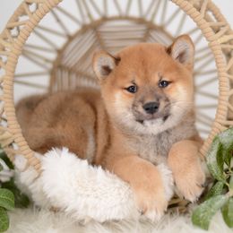 Miyo ❤️ Red Boy - Red male Shiba Inu puppy in Neosho, Missouri from Sunny Terrace Shibas