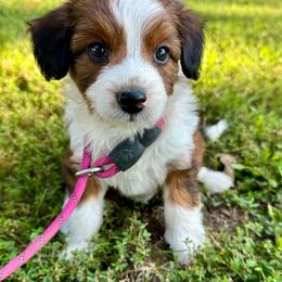 Girl 2 - Red phantom female Aussiedoodle puppy in Hillsboro, Illinois from Perfect Paws Puppies
