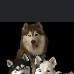 Siberian Husky All Grown Up from Osiris’s Siberians