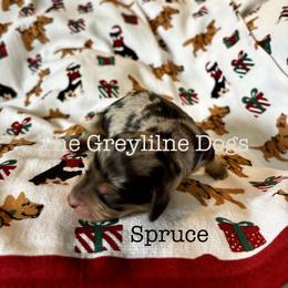 Spruce - Dapple male Dachshund puppy in Overbrook, Kansas from The Greyline Dogs
