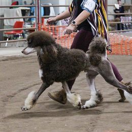 Poodle All Grown Up from Heartland Standard Poodles