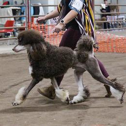Poodle All Grown Up from Heartland Standard Poodles