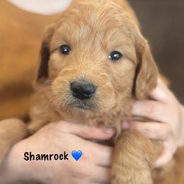 Shamrock - Red  male Goldendoodle puppy in Lancaster, Minnesota from North Star Dog Training
