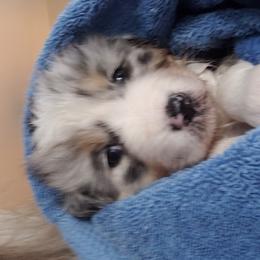 Australian Shepherd Puppies from Raining Ice Kennels