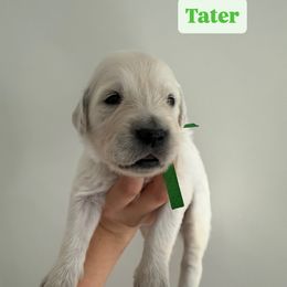 Golden Retriever Puppies from Pheasant Hollow Goldens